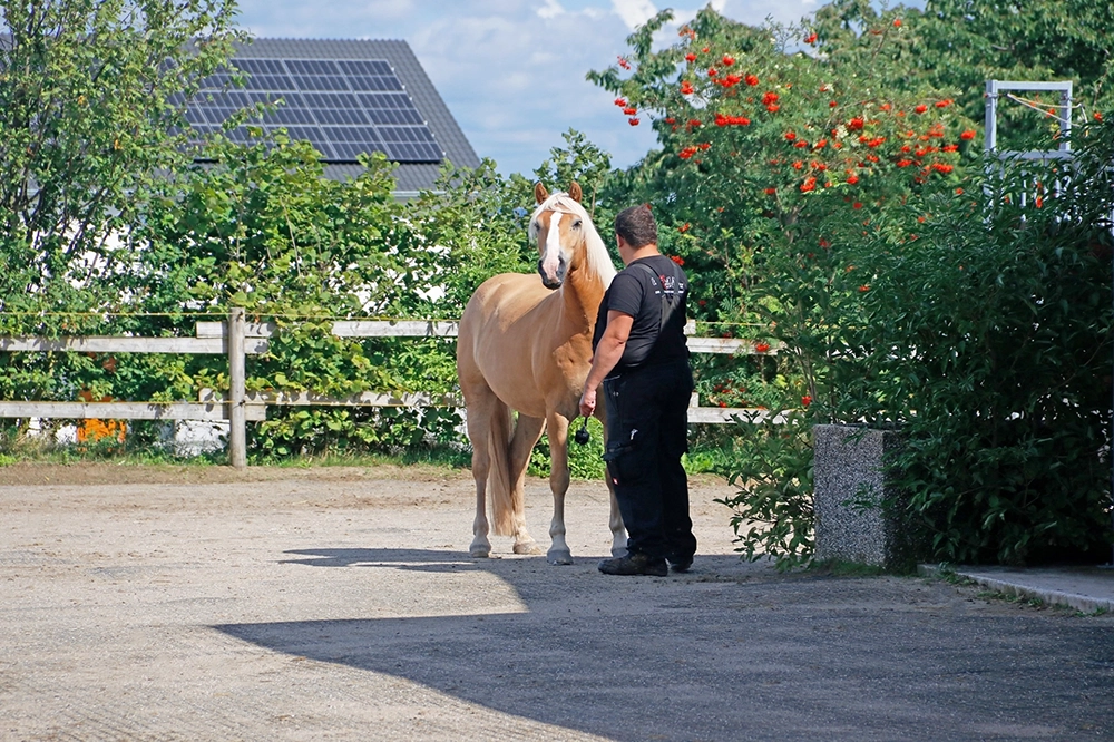 Mitarbeiter und Pferd auf Gelände des Reitstalls