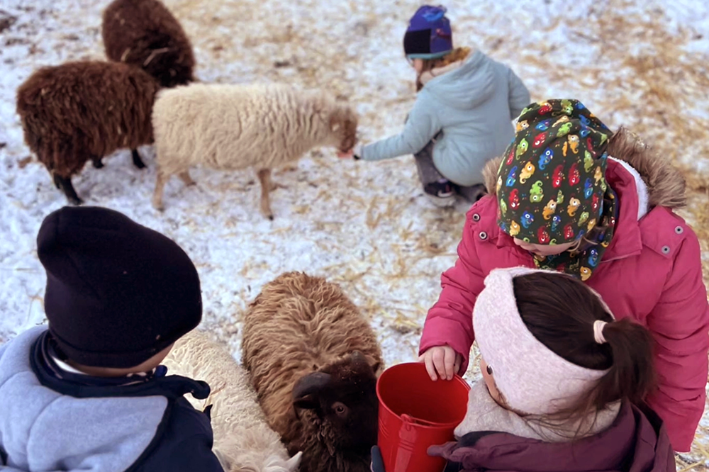 Kinder in Winterkleidung füttern kleine Schafe im Schnee
