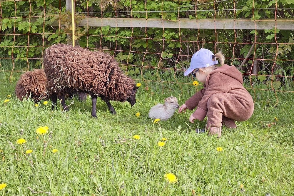 Kleinkind hockt im Gras und streichelt Lämmchen