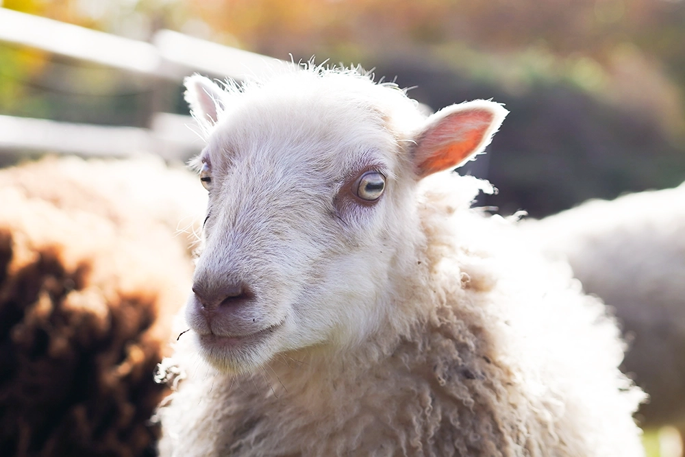 Portraitaufnahme eines Schafes an einem sonnigen Tag