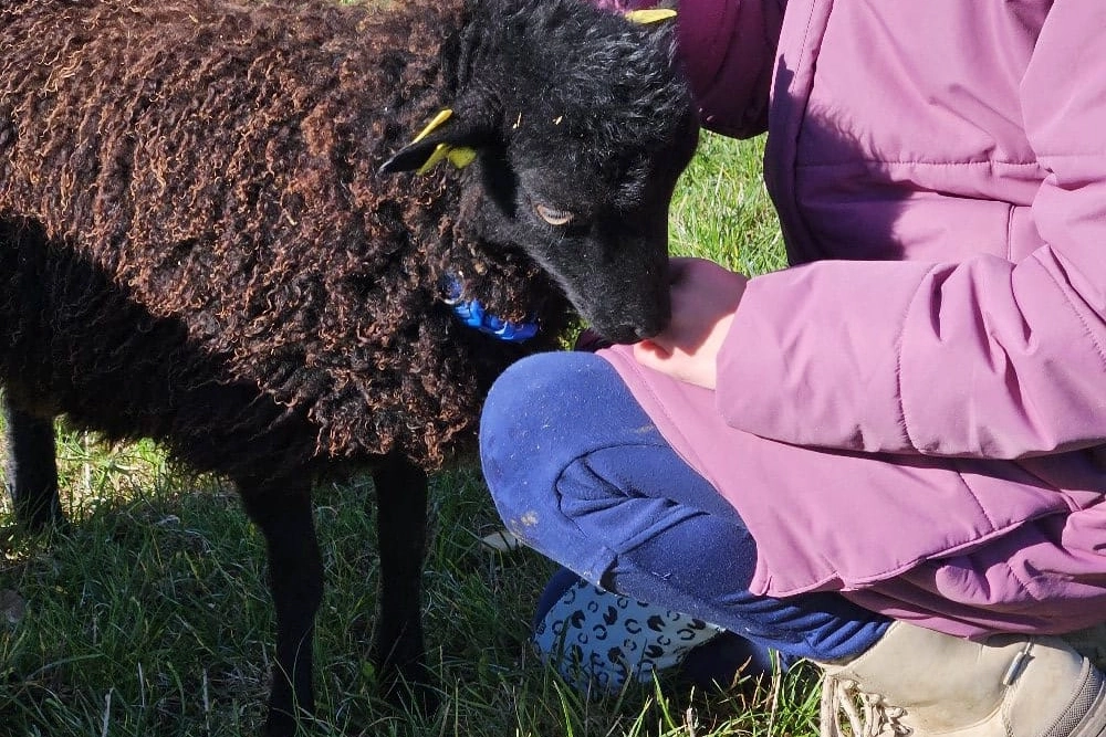 Kind hockt im Gras und streichelt kleines Schaf, an einem sonnigen Tag