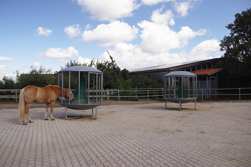 Pferd frisst aus einer freistehenden Fütterungsanlage