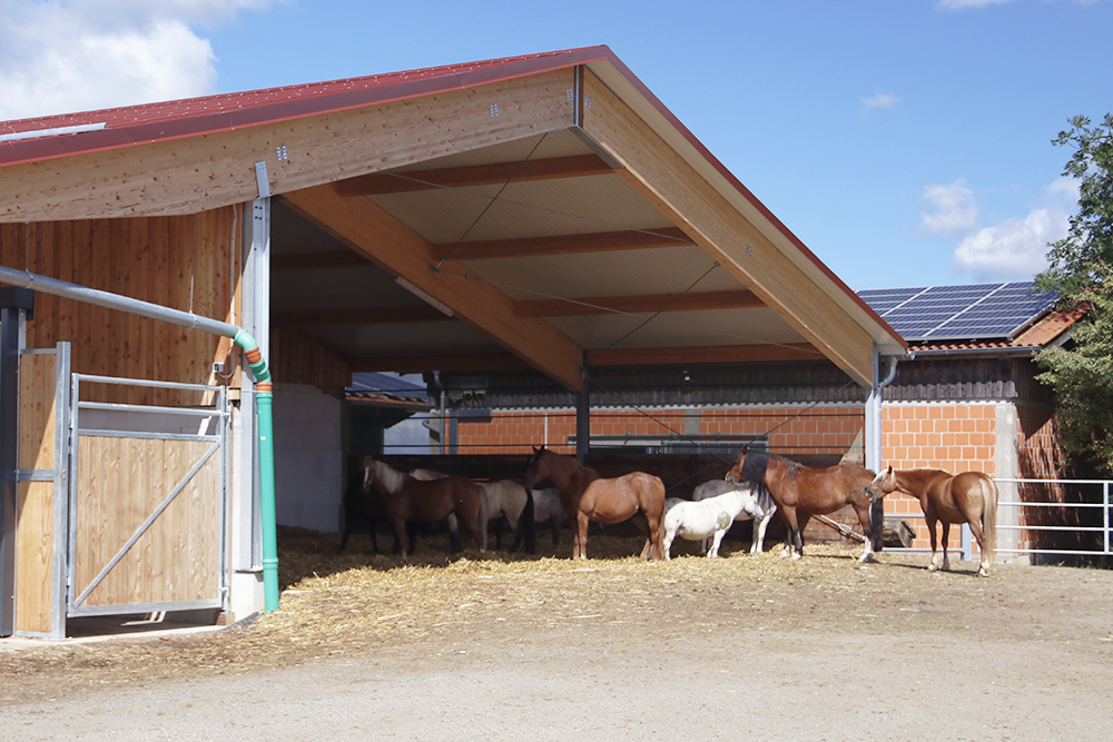 Kleine Gruppe von Pferden vor offenem Unterstand des Aktivstalls