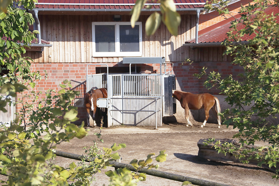 Grüne Bäume und Pferd vor Aktivstall-Gebäude
