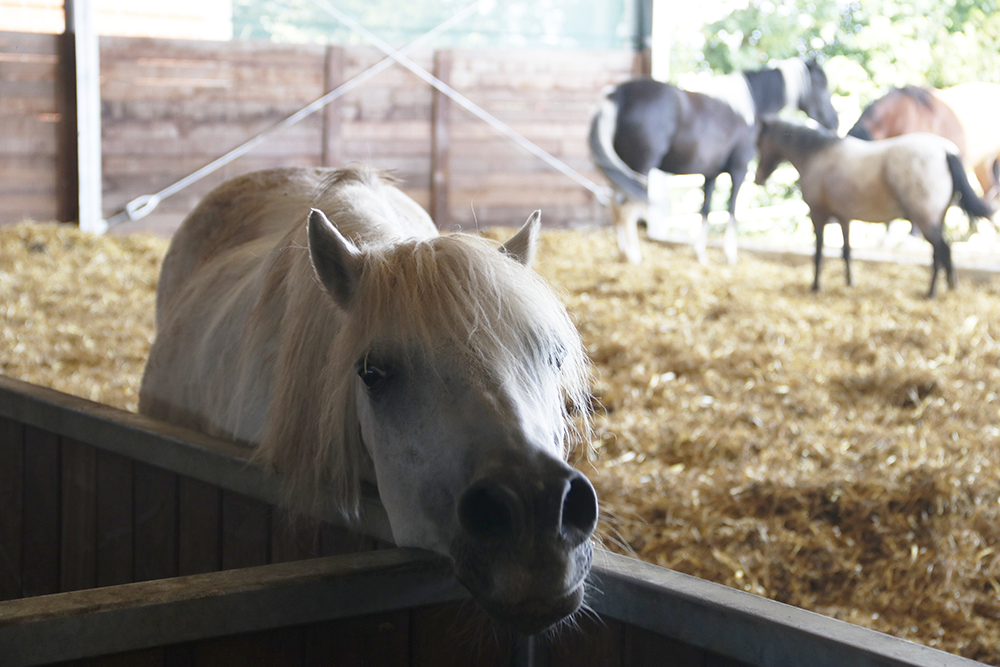 Nahaufnahme eines weißen Pferdes auf Freifläche des Aktivstalls