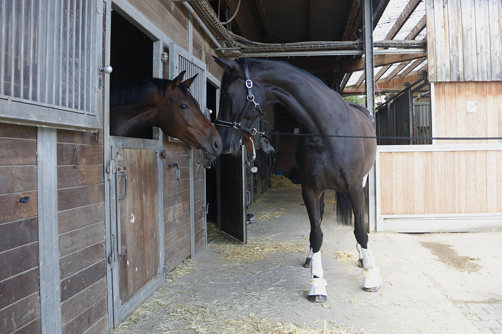 Pferd schaut aus Innenbox, anderes Pferd steht davor