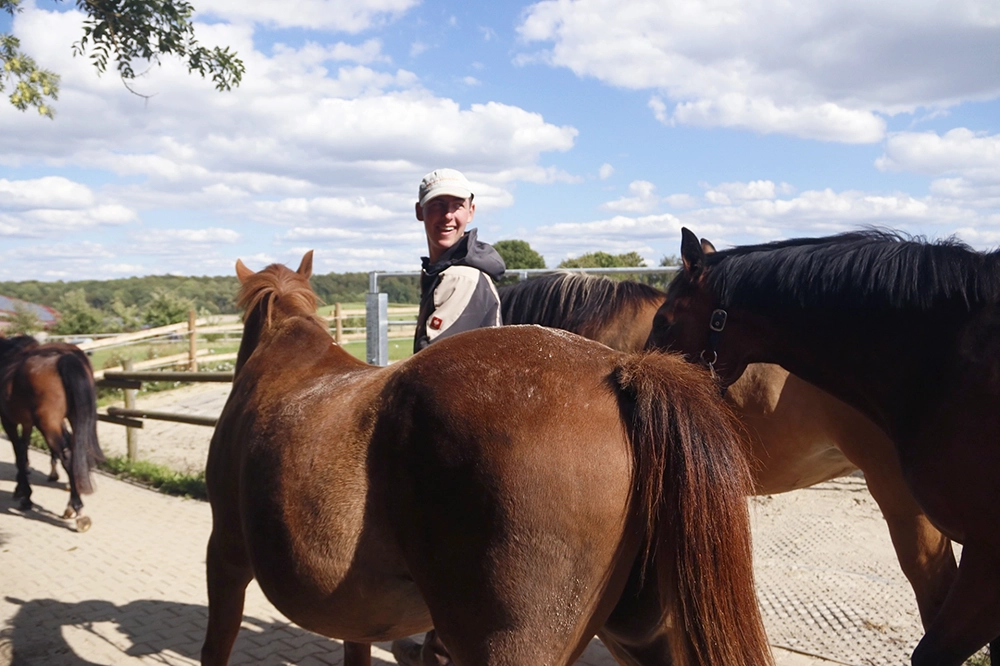 Mitarbeiter führt Gruppe von Pferden über die Anlage des Reiterhofs