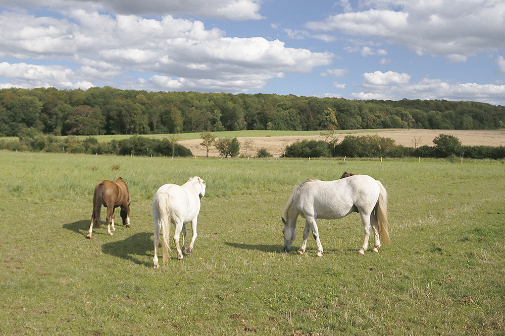 Zwei weiße Pferde und ein braunes Pferd auf Weide, angrenzender Wald im Hintergrund unter blauem Himmel