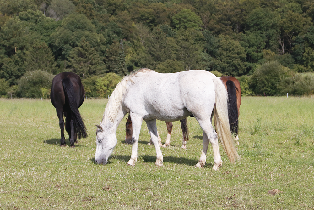 Weißes, schwarzbraunes und braunes Pferd grasen auf Weide
