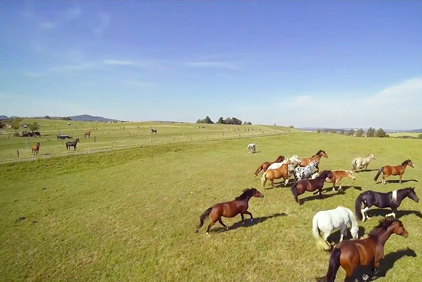 Pferde traben über ausgedehnte Weidefläche unter blauem Himmel