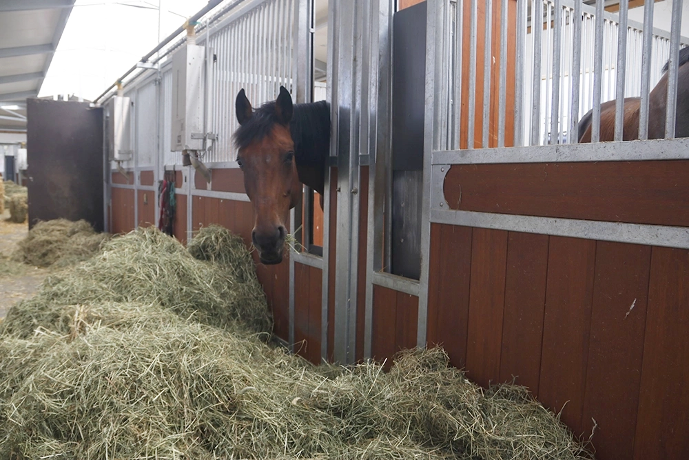 Pferd schaut aus Stallbox und frisst Heu