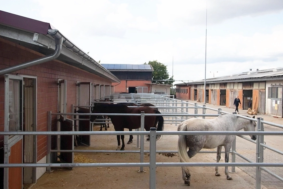 Pferde in Paddock-Boxen