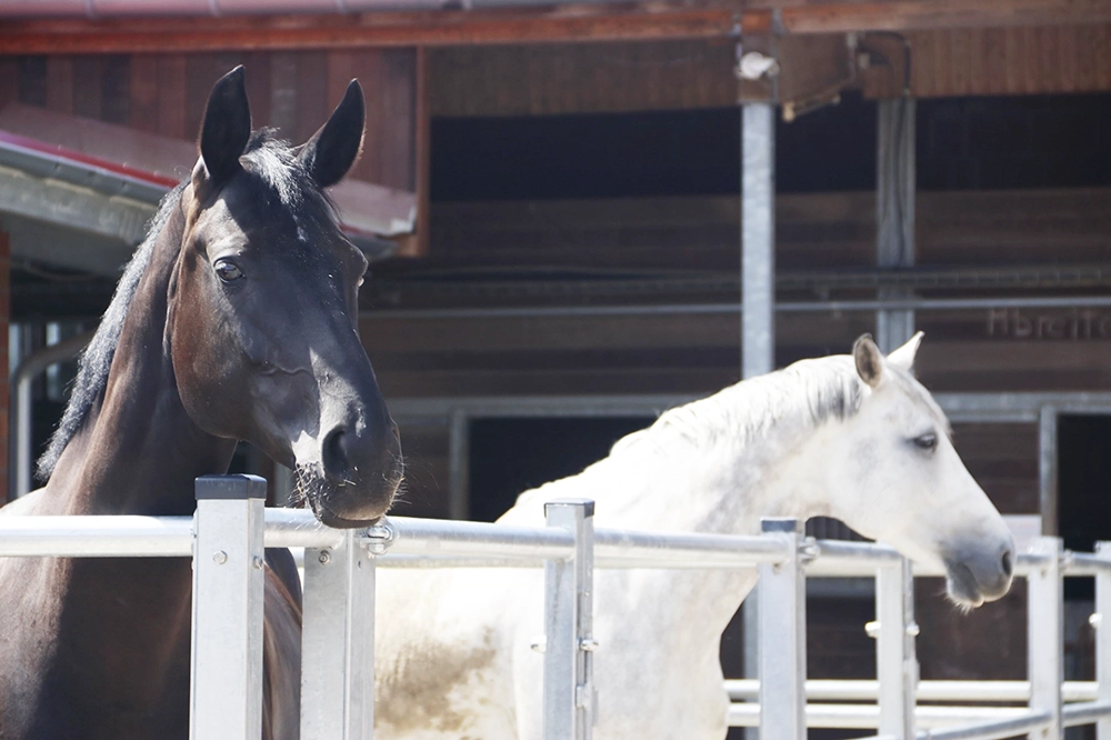 Schwarzes und weißes Pferd nebeneinander in Paddocks