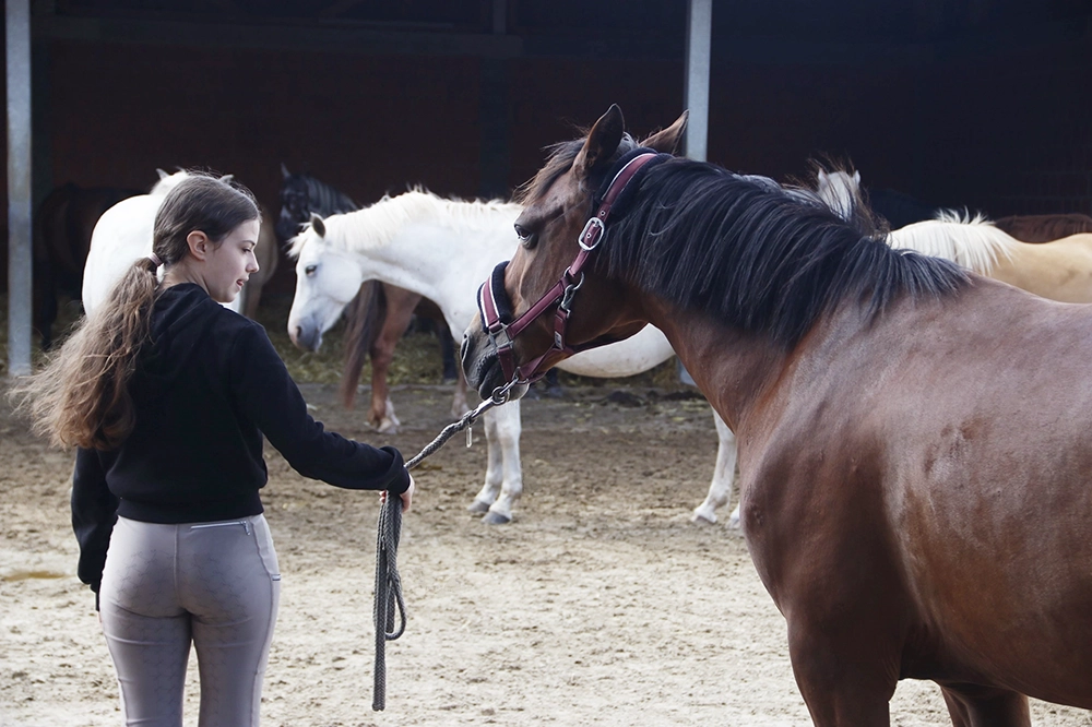 Junge Frau führt Pferd an Zügeln