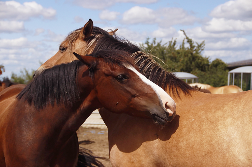 Zwei Pferde schmiegen Köpfe aneinander