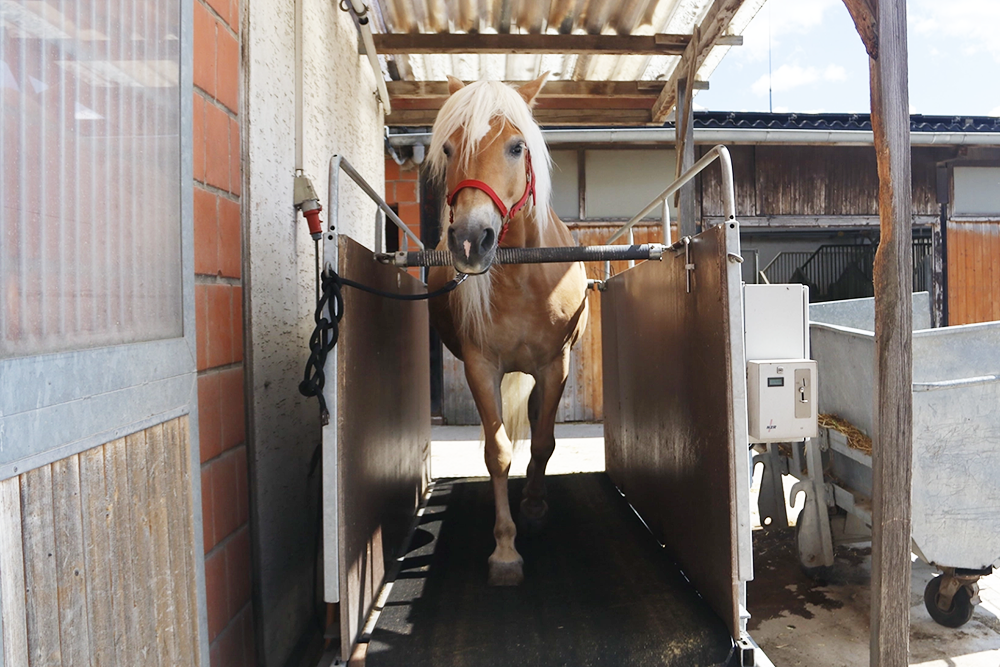 Pferd auf Laufband, Ansicht von vorne