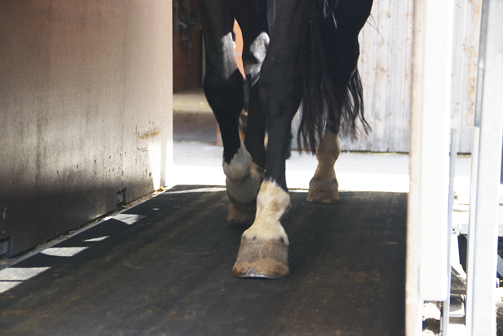 Detailaufnahme Pferdebeine auf Laufband