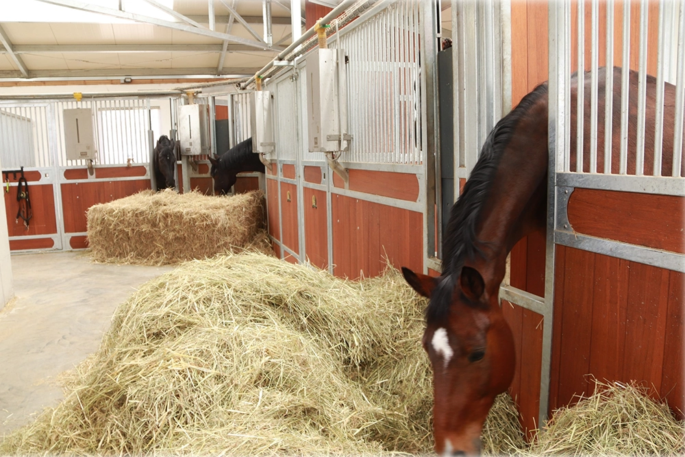 Pferde in Aktivstall fressen Heu