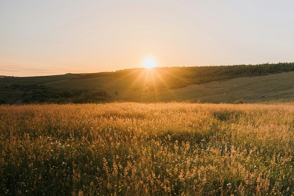 Aufgehende Sonne wirft goldenes Licht auf eine Wiese